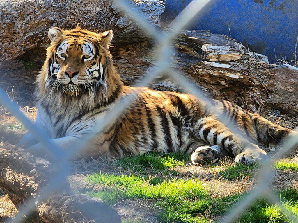 Home 9 In Sync Exotics